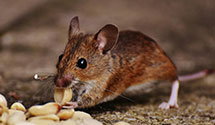 24 Hour & Emergency Exterminators in Raisin City, CA